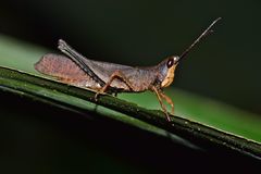 Phaeoparia aequatorialis