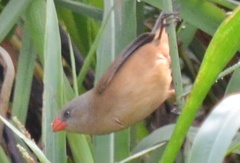 Estrilda poliopareia