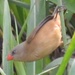Anambra Waxbill - Photo (c) ONG ODDB, some rights reserved (CC BY-NC-ND), uploaded by ONG ODDB