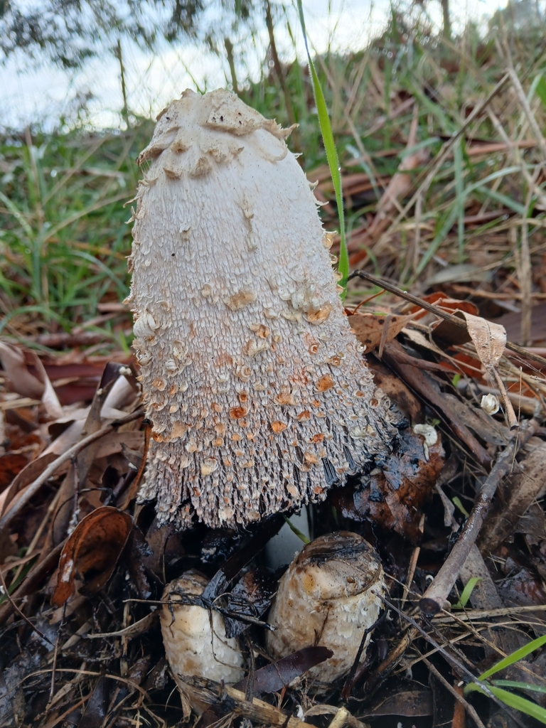 Coprinus comatus · May 2025 · photo: © claire_grace83 (iNaturalist, cc-by)