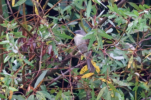 Pale-throated Greenbul (Atimastillas flavigula), photo 5