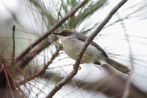 Brown-headed Apalis (Apalis alticola), photo 3