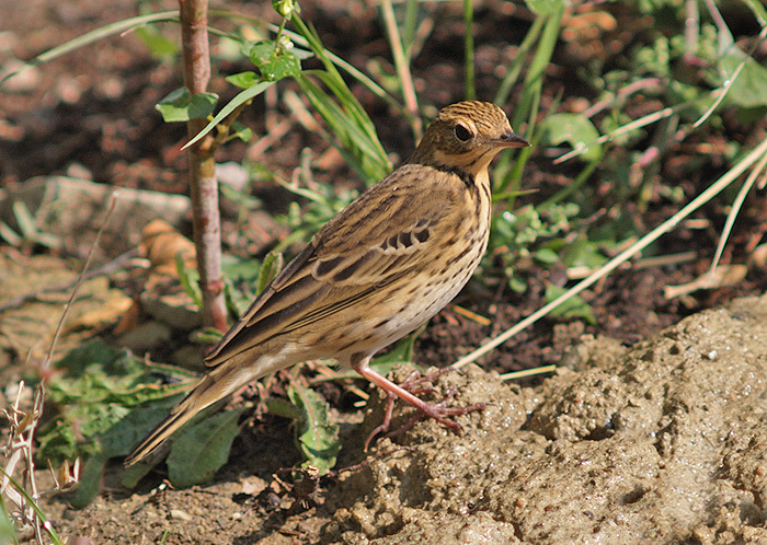 Tree Pipit in April 2018 by Luigi Andena. Riserva naturale del Carmine ...