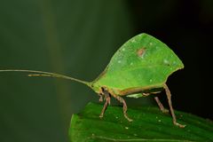 Typophyllum mortuifolium