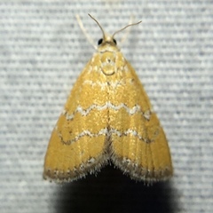 Xanthophysa psychicalis