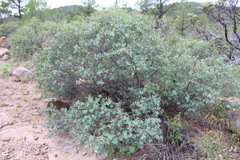Quercus depressipes