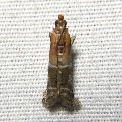 Moodna pallidostrinella
