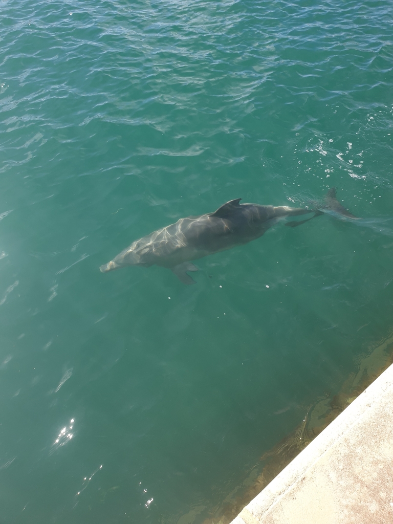 Tursiops aduncus<br>28 May, 2025