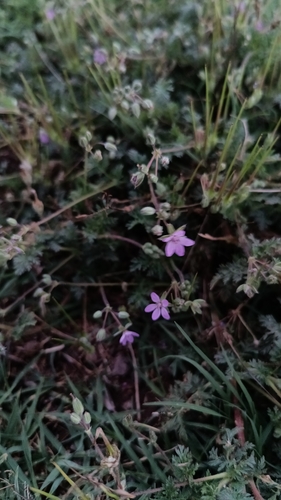 Redstem Stork's-bill