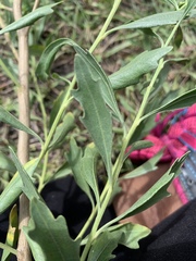 Baccharis halimifolia image