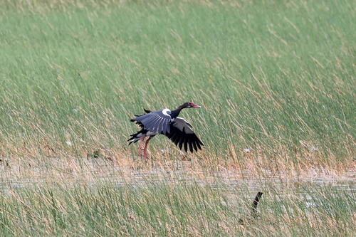Spur-winged Goose