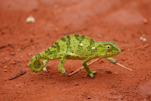Flap-necked Chameleon