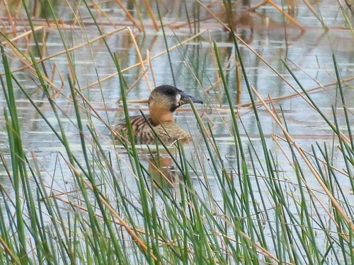 White-backed Duck