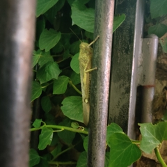 Anacridium aegyptium