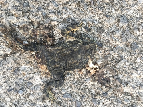 Asian Common Toad
