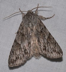 Andropolia contacta