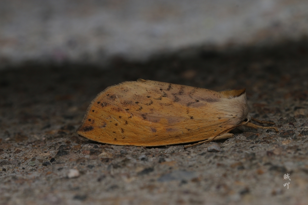 Mimopydna kotlarovae
