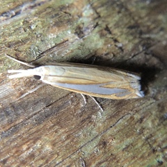Crambus satrapellus
