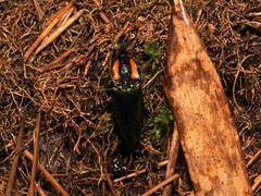 Campsosternus watanabei