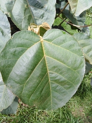 Croton magdalenensis