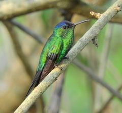 Thalurania glaucopis