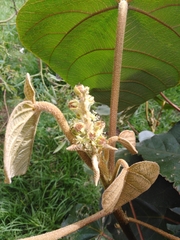 Croton magdalenensis