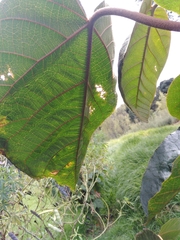 Croton magdalenensis