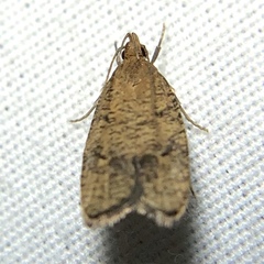 Psilocorsis quercicella