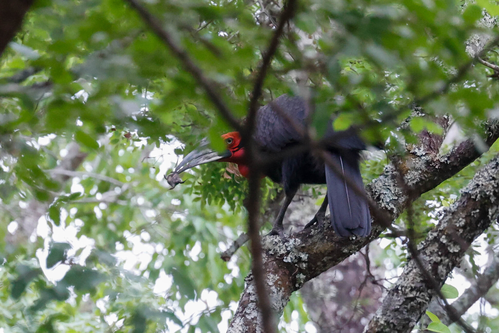Southern Ground-Hornbill illustration