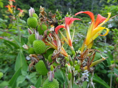 Canna indica image