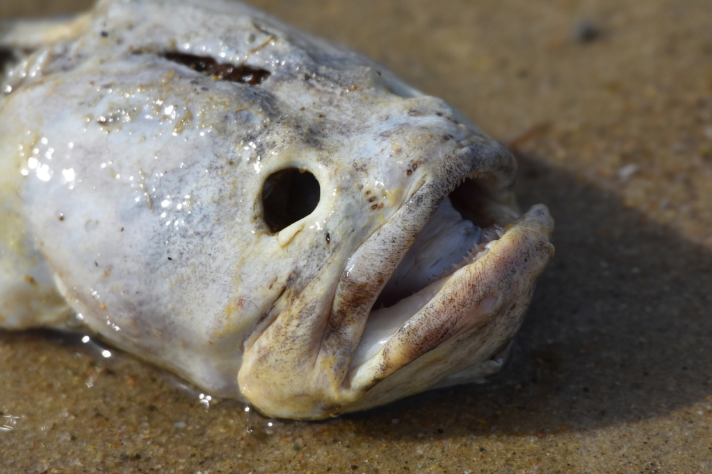 Wrymouth (Cryptacanthodes maculatus) — Cryptacanthodidae