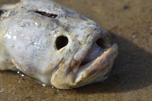 Wrymouth (Cryptacanthodes maculatus) — Cryptacanthodidae