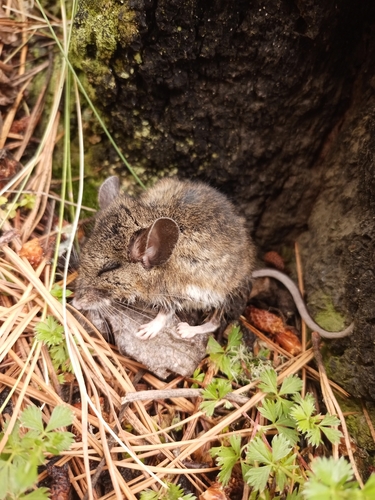 Black-eared Deermouse (Peromyscus melanotis)
