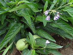 Solanum muricatum