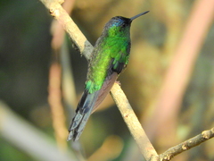 Thalurania glaucopis