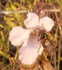 Copestylum vesicularium