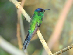 Thalurania glaucopis