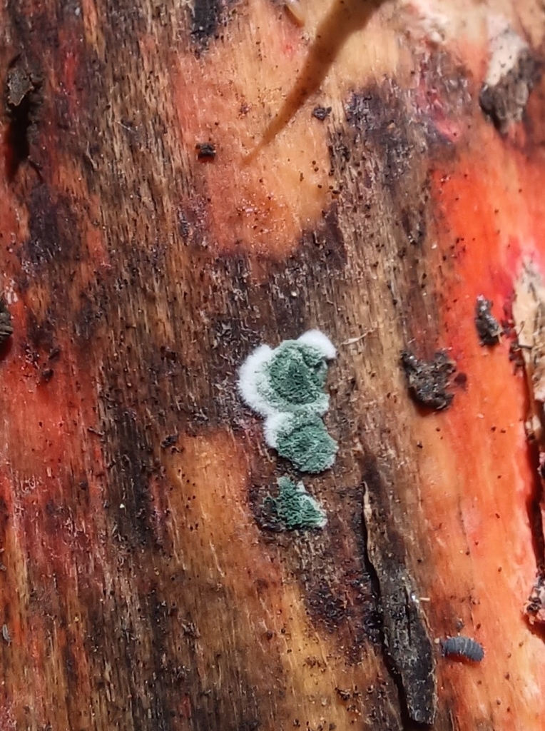 Trichoderma