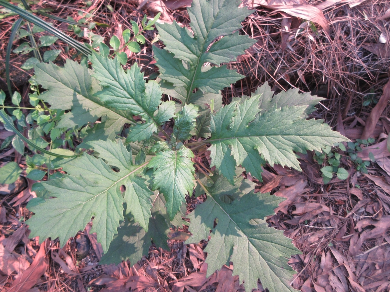 Erechtites valerianifolius — ảnh 3