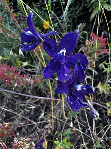 Hutchinson's larkspur (Delphinium hutchinsoniae)
