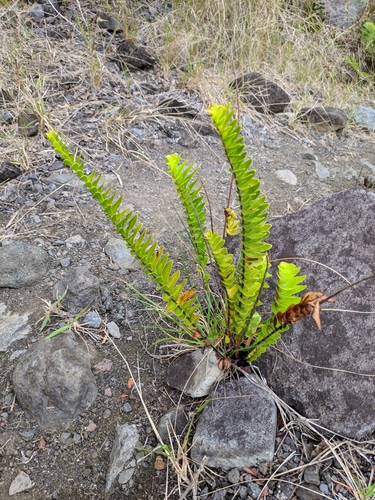 Image of Nephrolepis abrupta by no rights reserved