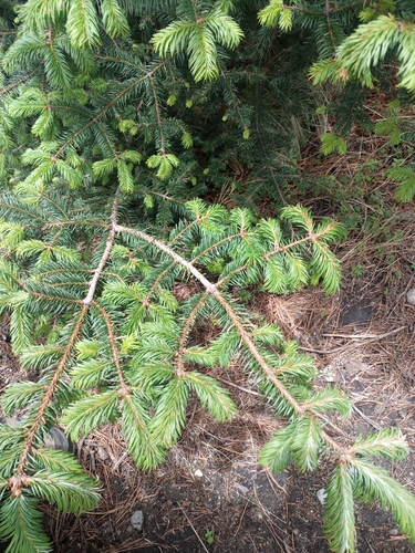 Oyamel fir (Abies religiosa)