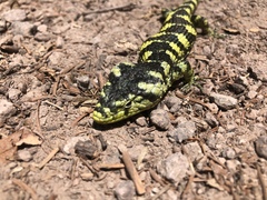 Abronia taeniata