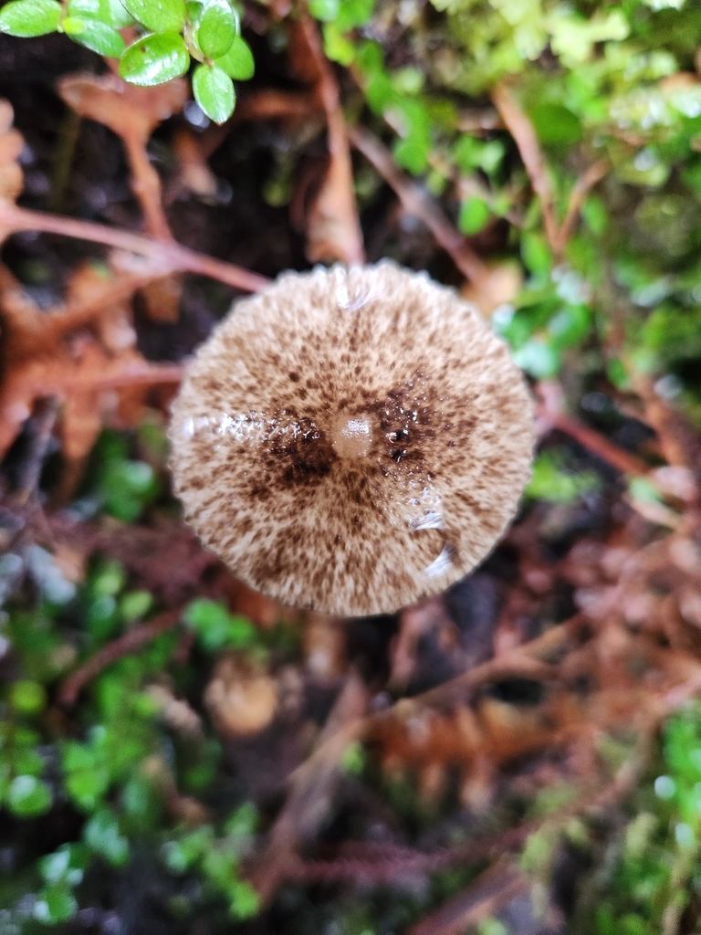 Pseudohydropus parafunebris · May 2025 · photo: © archie_tarn (iNaturalist, cc-by)