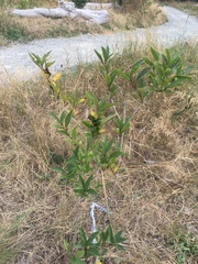 Lonicera involucrata