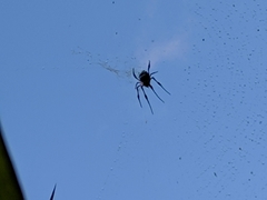 Trichonephila inaurata inaurata
