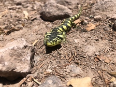 Abronia taeniata