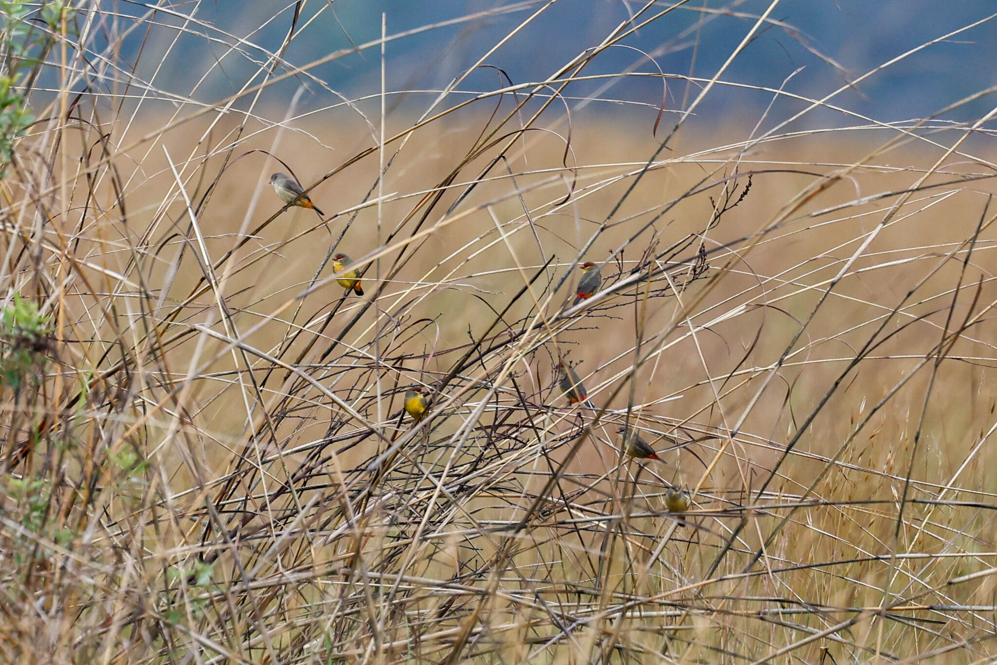 Orange-breasted Waxbill (Amandava subflava), photo 4