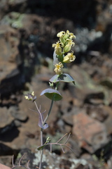 Streptanthus diversifolius