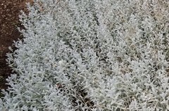 Cerastium beeringianum